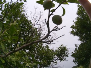 20130817_葉っぱが無くなったプルーンの枝