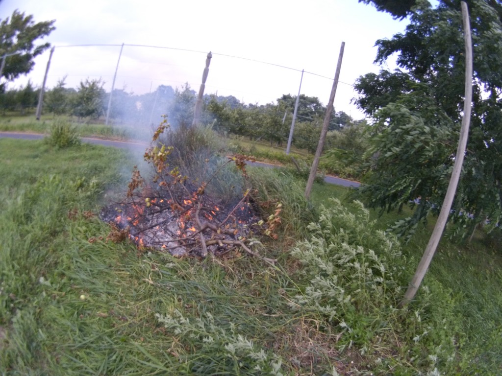 20130818_りんご畑で野焼き