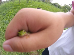 20130818_捕まったカエル