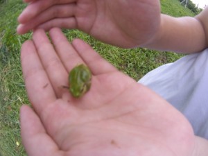 20130818_捕まったカエル