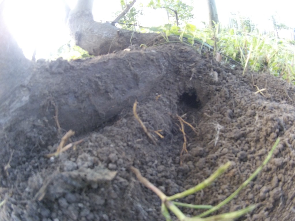 20130914_雪に倒れたりんごの樹の側のネズミ穴