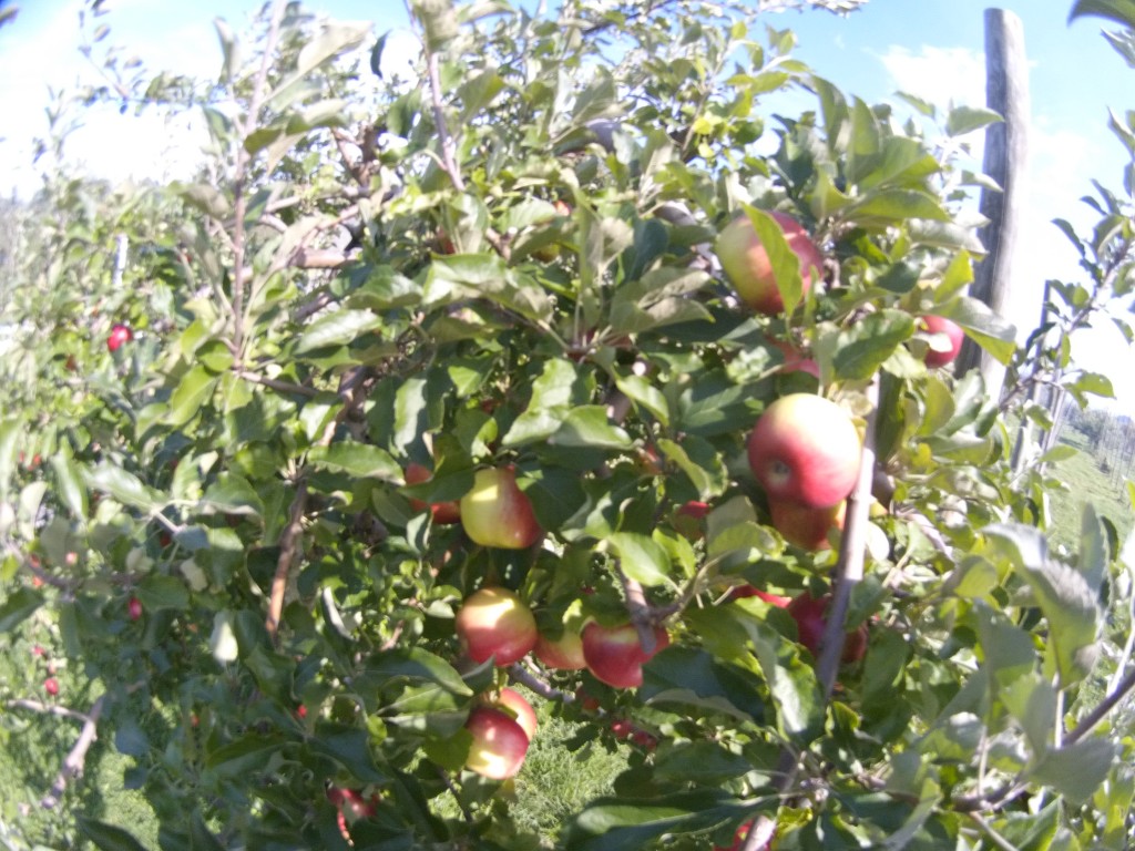 20131018_紅玉ツル廻し