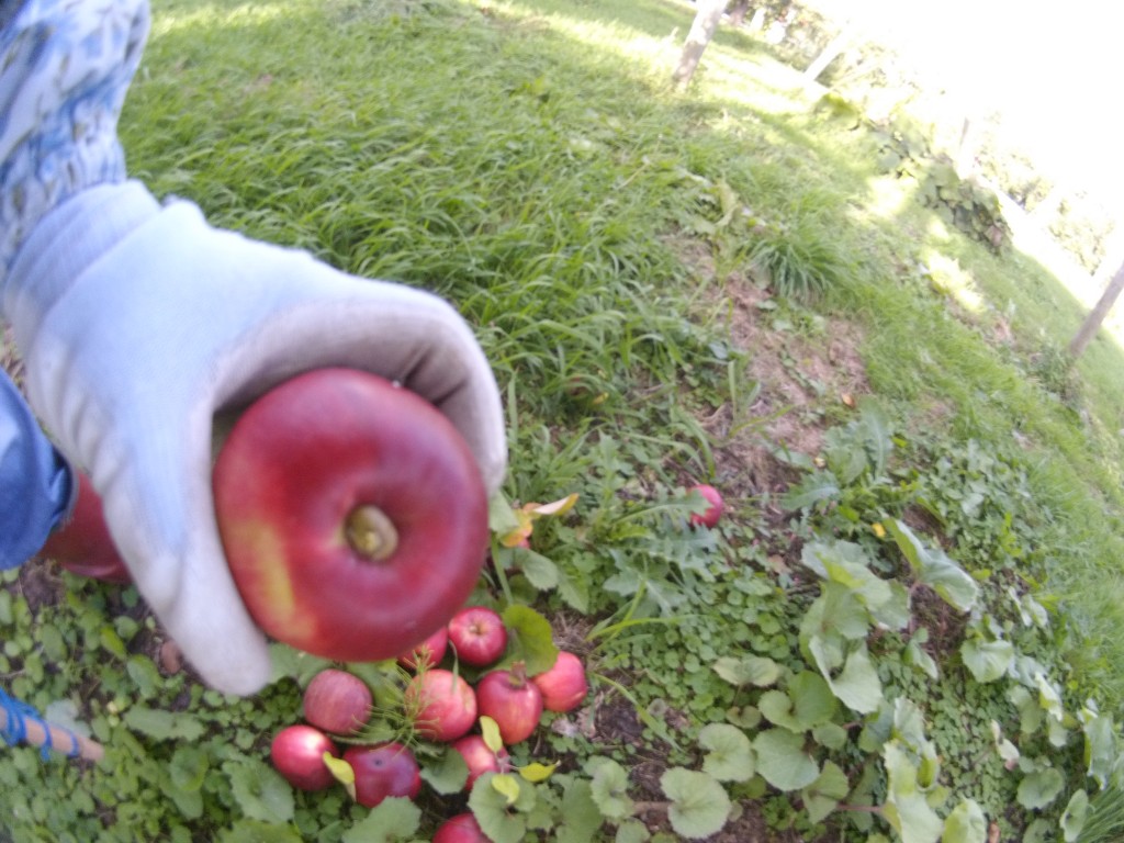 20131018_紅玉の短いツル