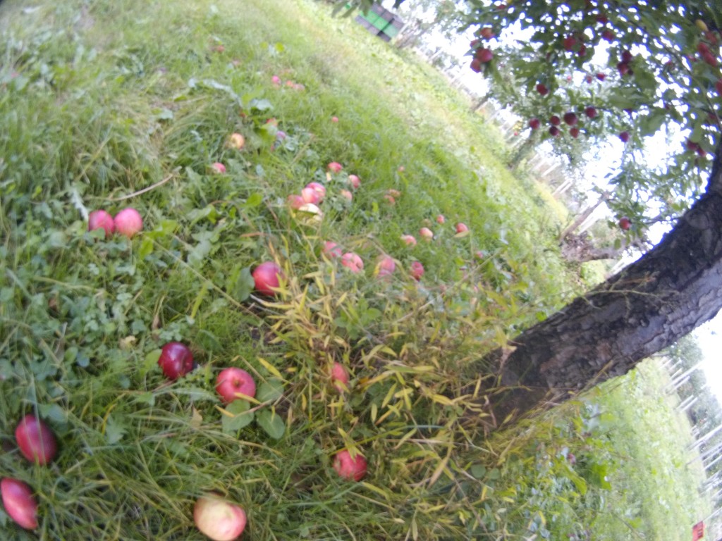 20131021_紅玉落ち実