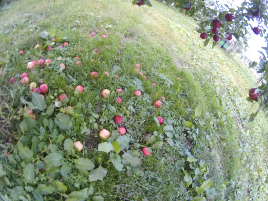 20131021_紅玉落ち実