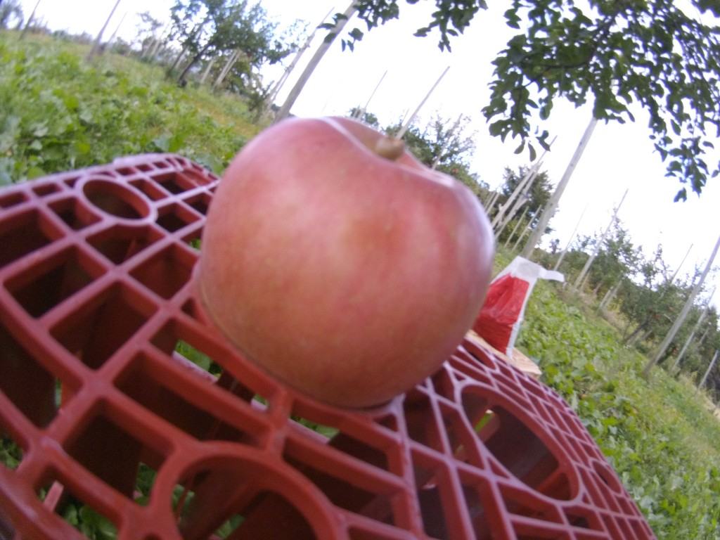 20131021_ホクト