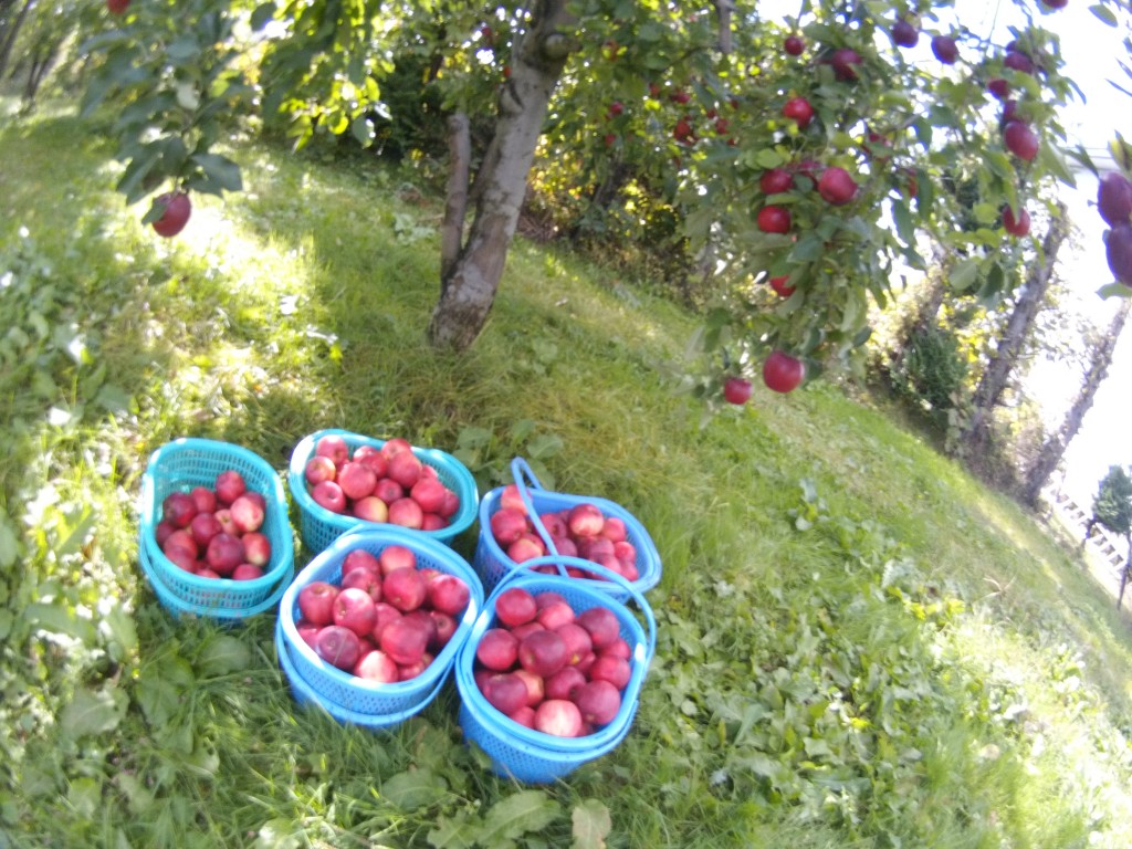 20131022_１本の樹から落ちた紅玉の量