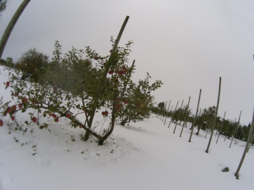 20131113_畑の雪