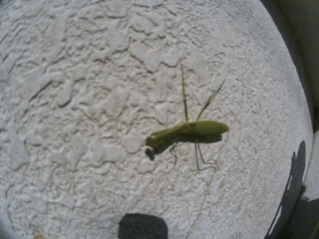 20131123_カマキリ