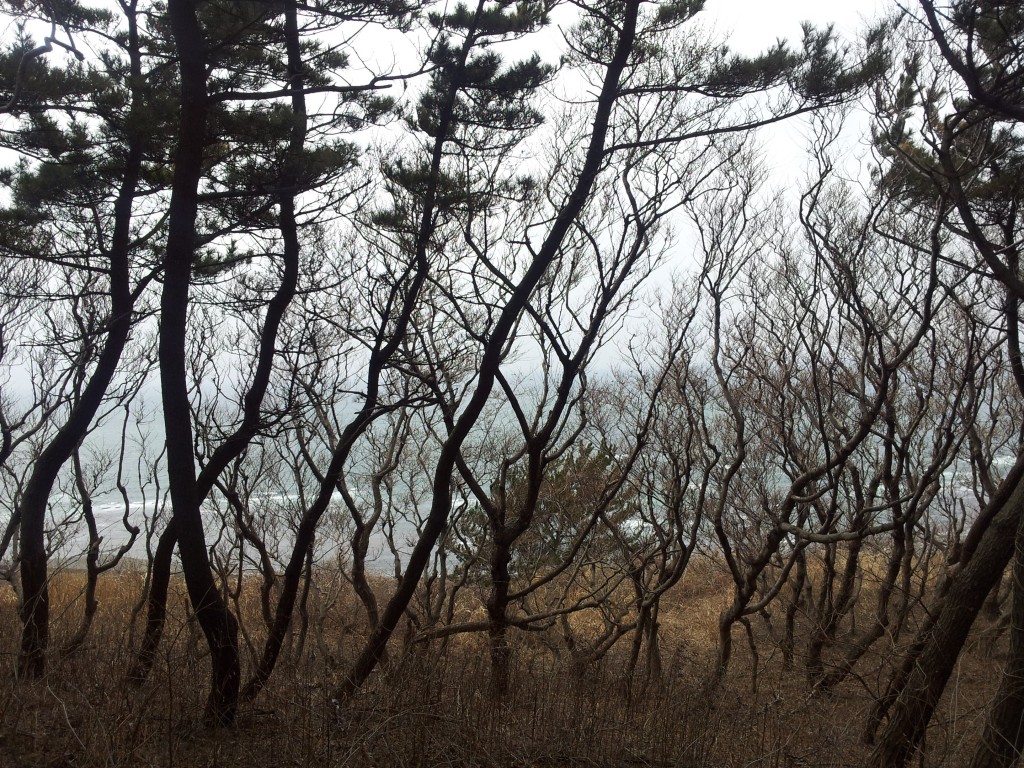 20140328_タラの木の林から見た日本海
