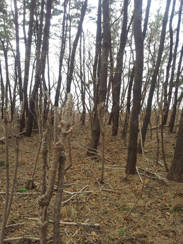 20140328_タラの木の林