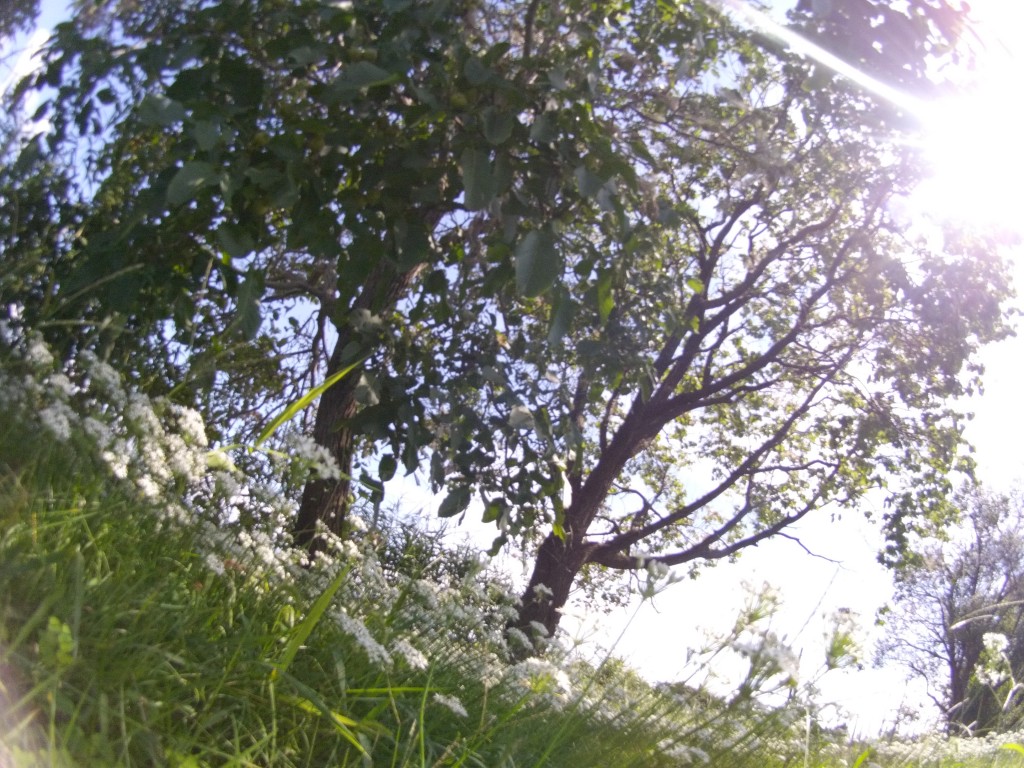 2013年夏の終わりの屋敷もり