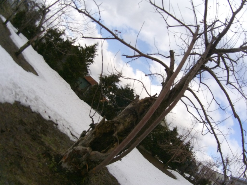 20140331_ふじの木