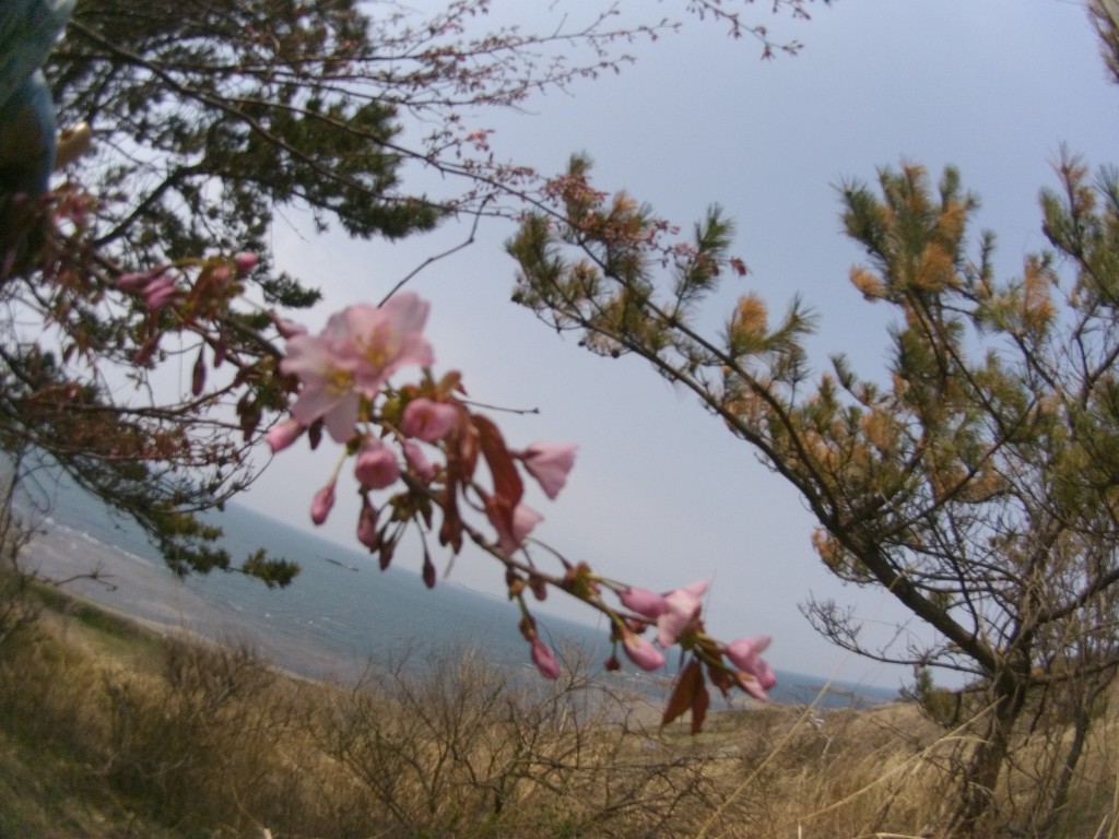 20140425_日本海山桜