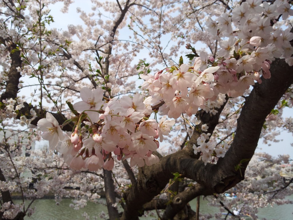 20140427_弘前城春陽橋たもと