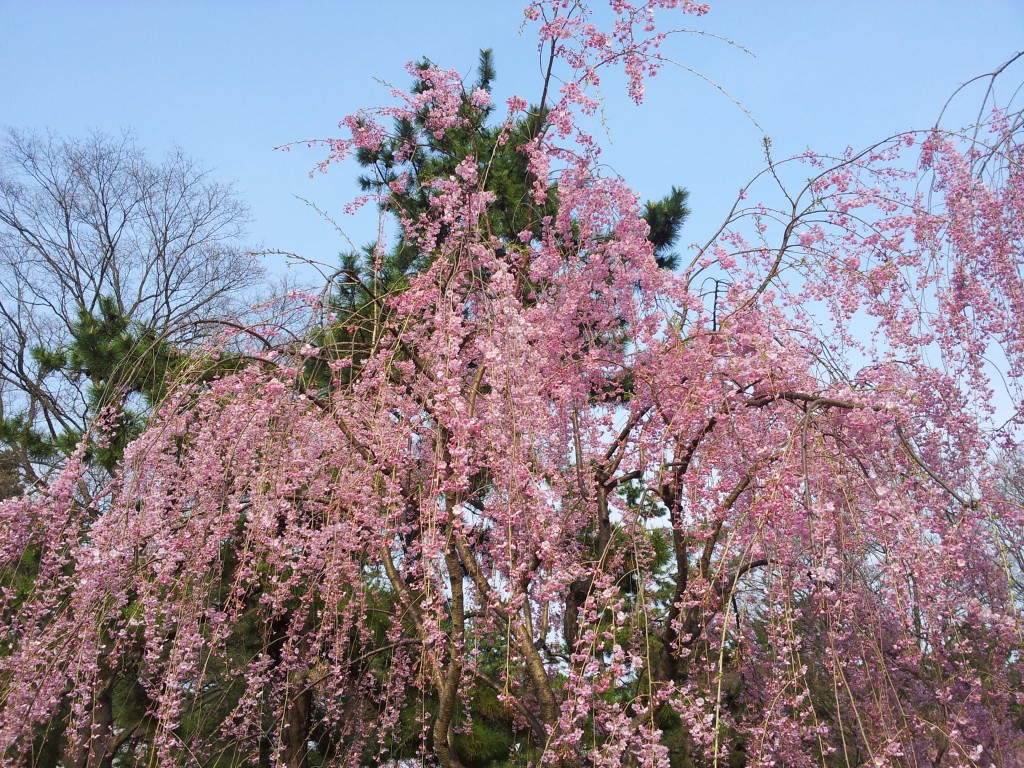 20140427_弘前城シダレザクラ