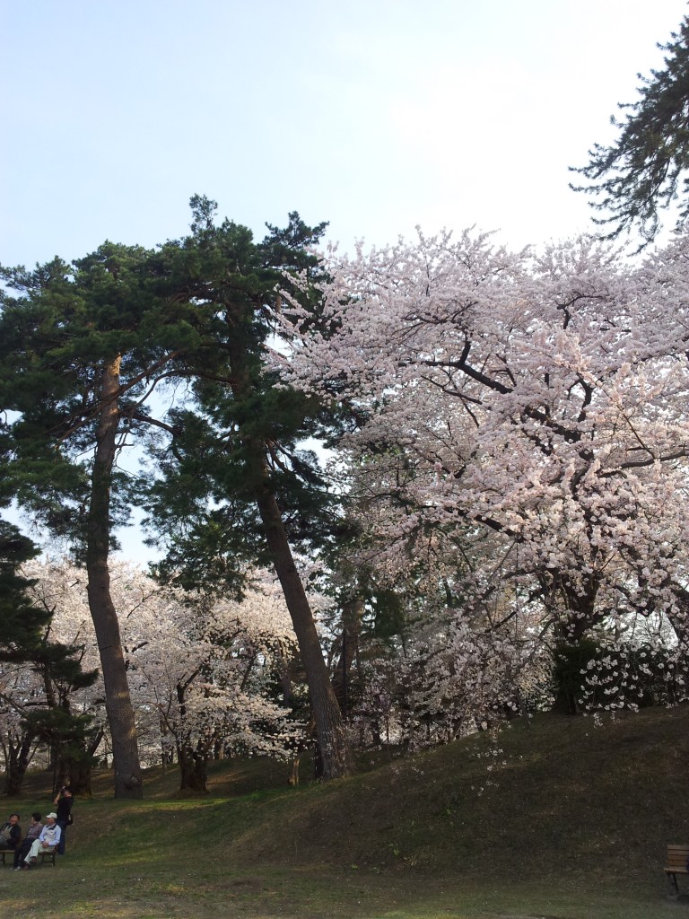 20140427_弘前城　松と桜