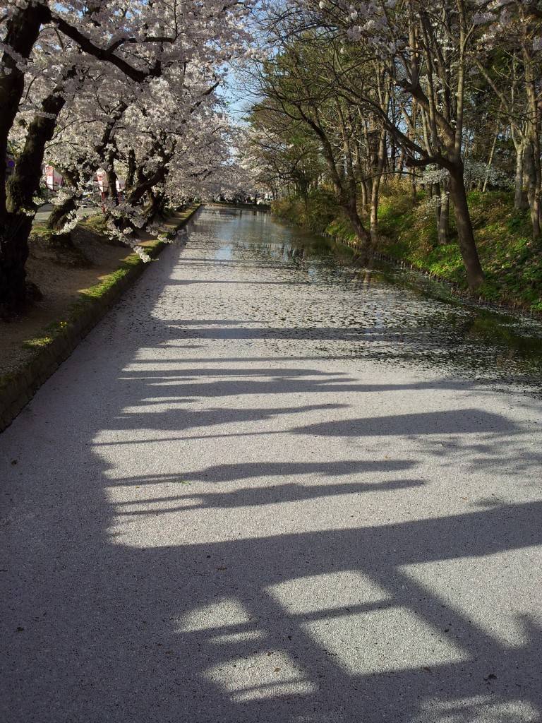 20140429_弘前城外堀一陽橋からの花筏