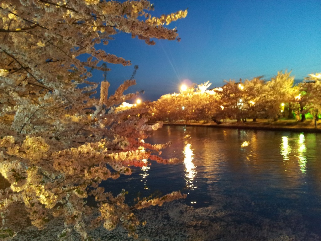20140429_弘前城春陽橋たもとからの夜桜