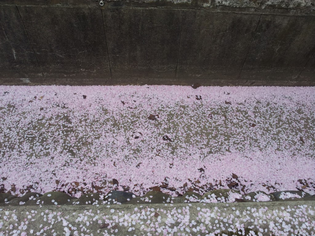 20140430_弘前城西壕わきの桜吹雪あと