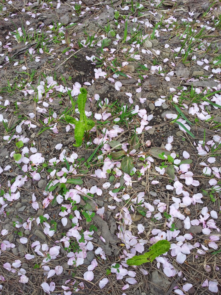 20140503_岩木山さくらの木の根元のコゴミ