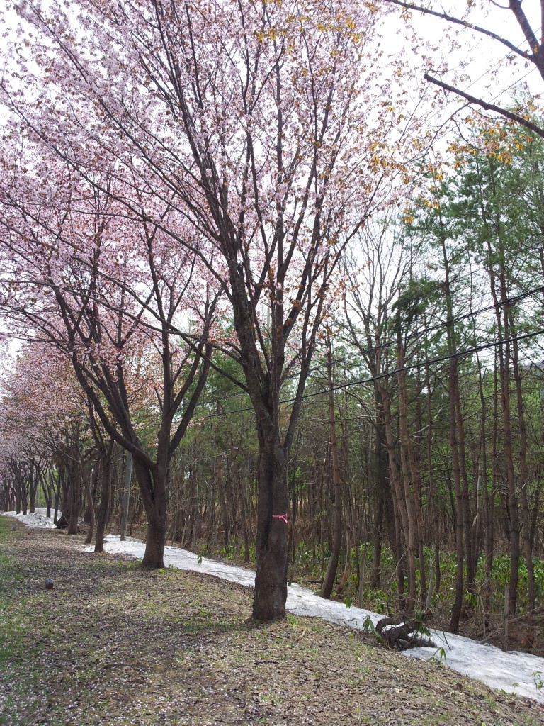 20140503_岩木山オオヤマザクラネックレスロード