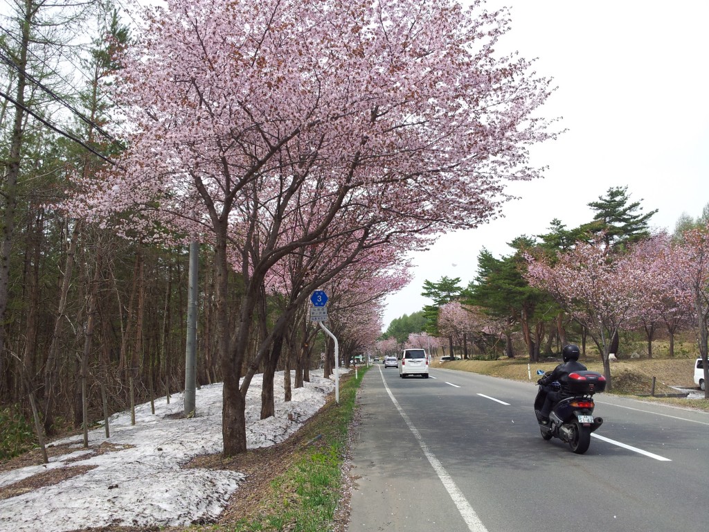 20140503_岩木山オオヤマザクラネックレスロード