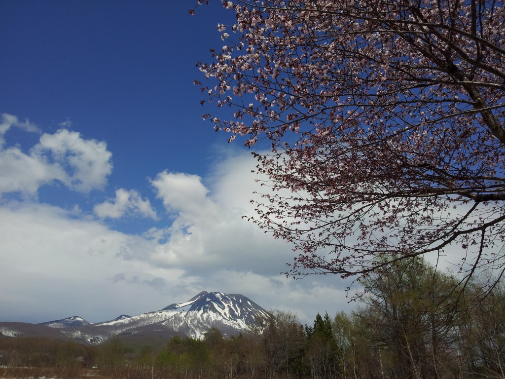 20140505_オオヤマザクラと岩木山