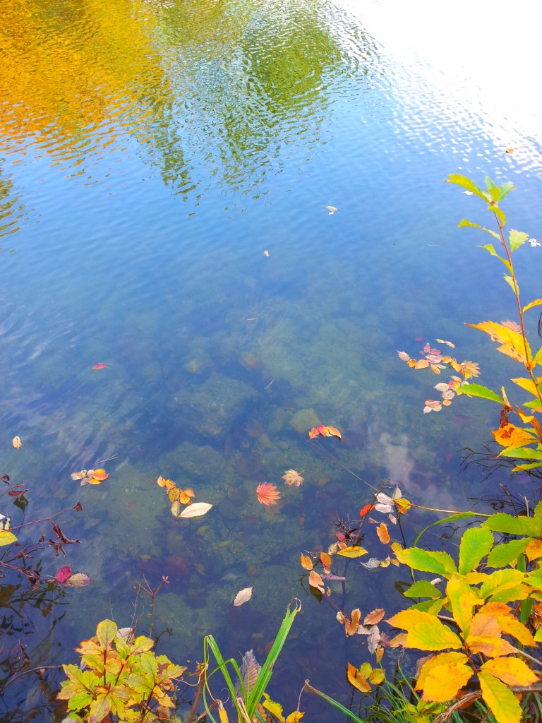 十二湖　王池　湖面　20141024