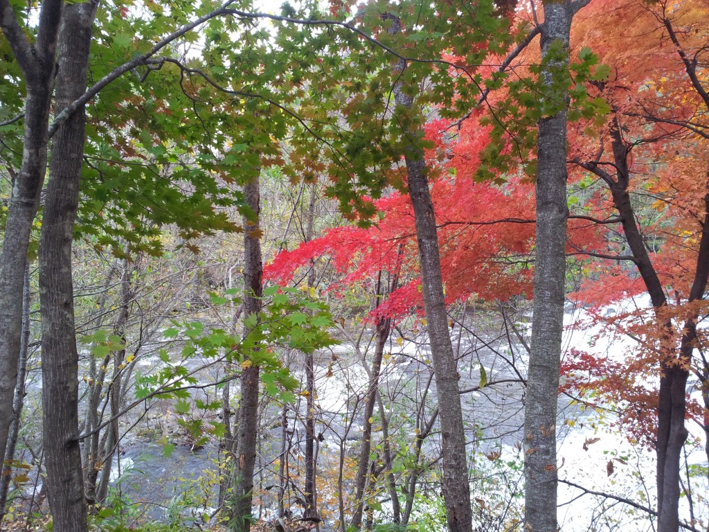 蔦川沿い20141102