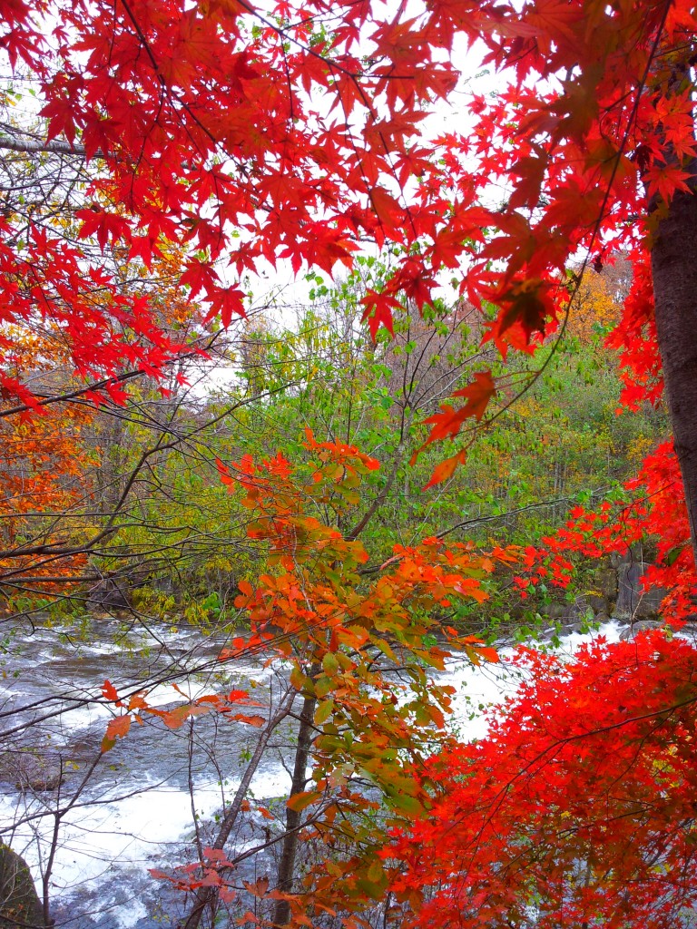 蔦川沿い　20141102