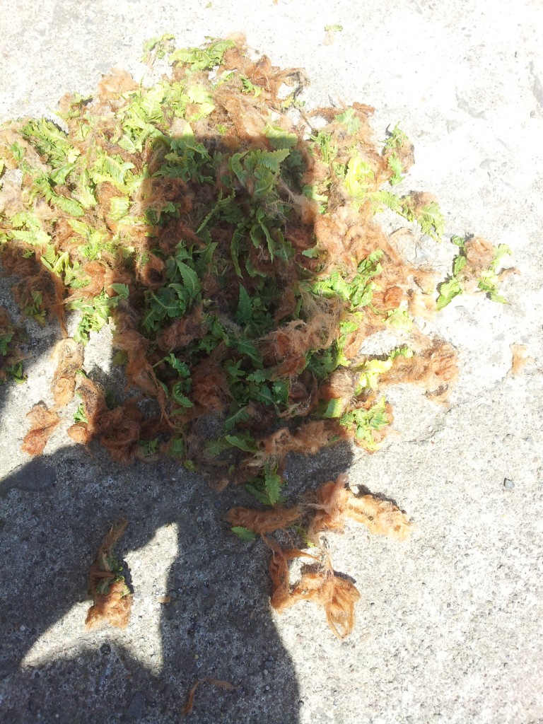 ぜんまいのもしゃもしゃ