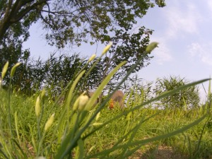 20130814_屋敷モリ