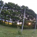 20130914_りんご畑の防風林越しの夕日