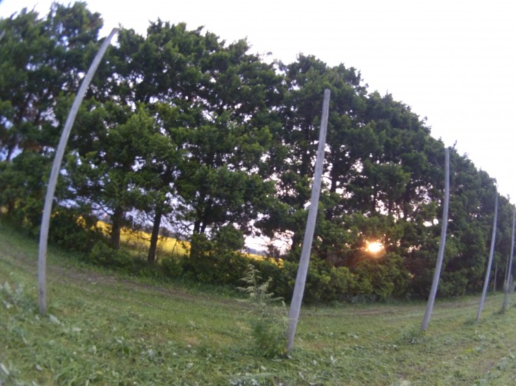 20130914_りんご畑の防風林越しの夕日