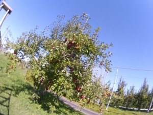 20131018_紅玉の収穫