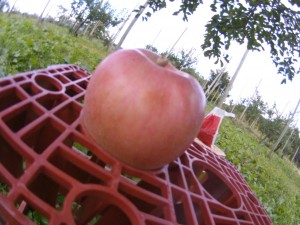 20131021_ホクト