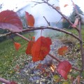 20131029_りんごの葉っぱ