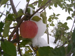 20131113_初雪を被ったフジ