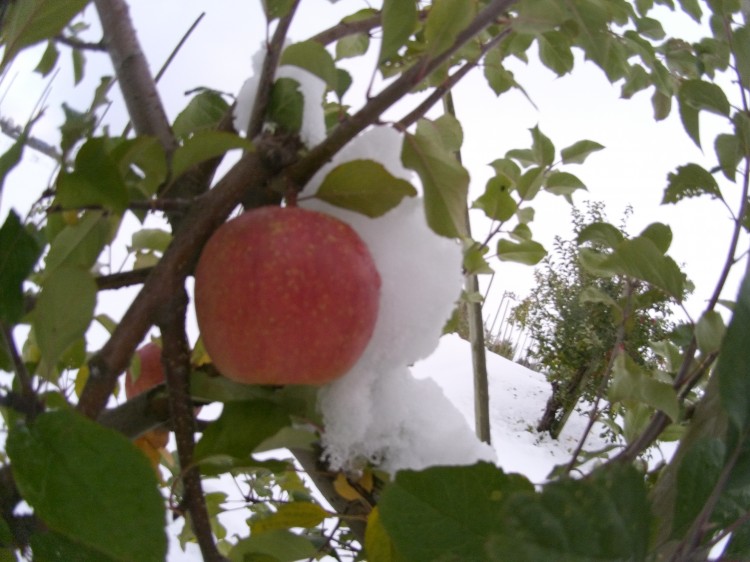20131113_初雪を被ったフジ