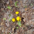 20140325_庭の福寿草