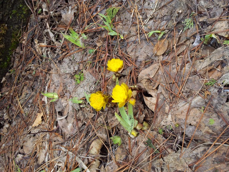 20140325_庭の福寿草