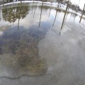 20140331_雪解けのりんご畑