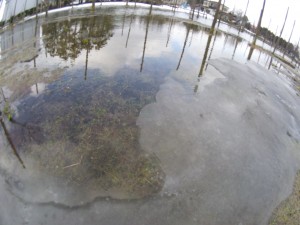 20140331_雪解けのりんご畑