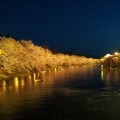 20140429_弘前城春陽橋夜桜