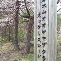 20140503_岩木山オオヤマザクラネックレスロード