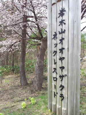 20140503_岩木山オオヤマザクラネックレスロード