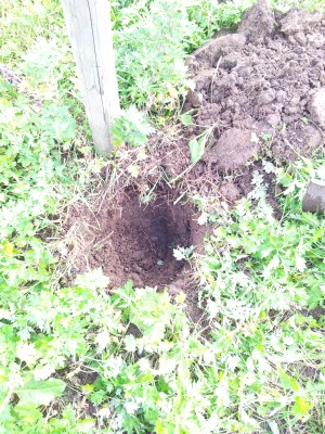 りんごの定植用の穴20141107